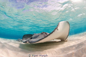 "Scar"  /  This sting ray is a regular at the sandbar in ... by Pam Murph 